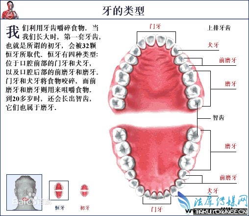 一般正常而言，成年人大概有多少颗牙？【征途答题】